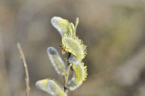 flower willow flowers