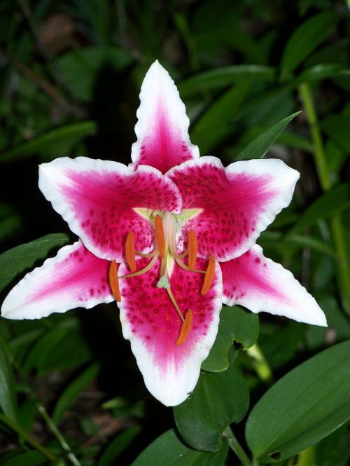 flower lily nature