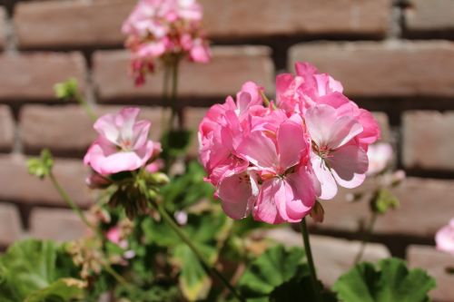 flower rosa nature