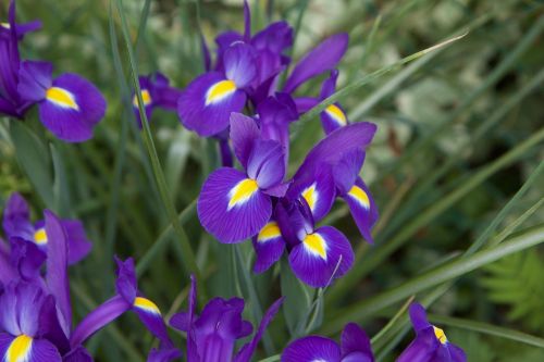 flower flowers purple purple iris