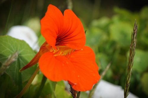 flower orange edible