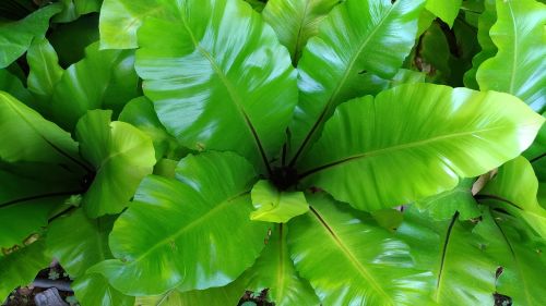 flower green nature