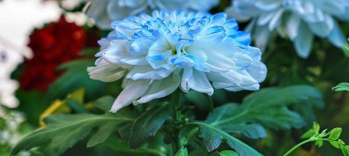 flower dahlia white
