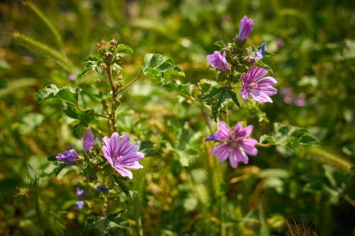 flower purple spring