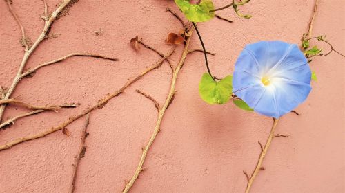 flower blue ivy