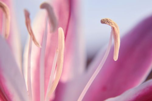 flower lily macro