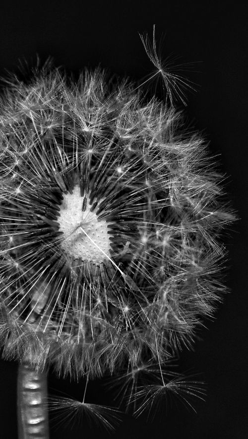 flower nature dandelion