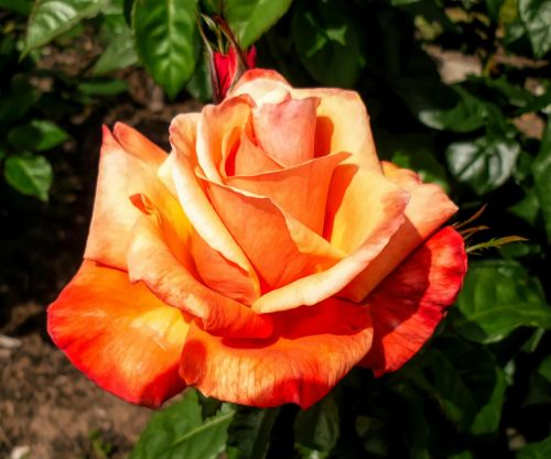 flower flora rose