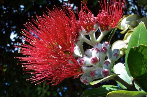 flower christmas new zealand