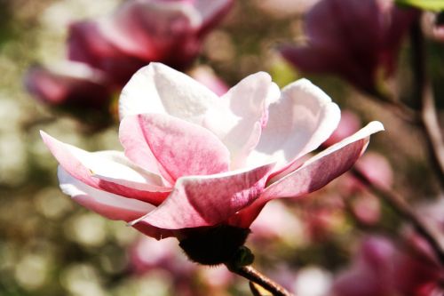 flower magnolia spring