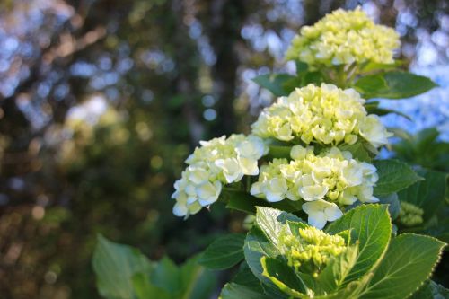 flower flowers nature