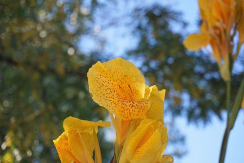 flower yellow blur