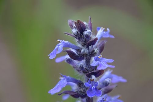 flower beauty nature separated by comma