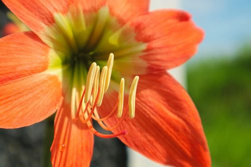 flower orange blossom