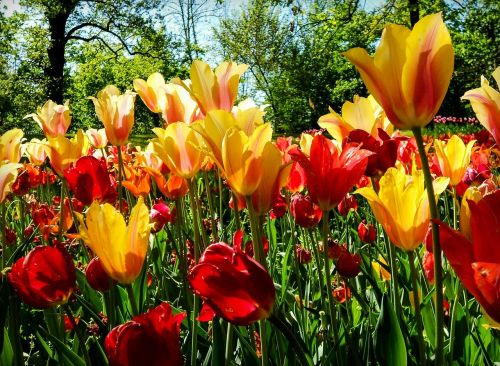 flower flowers tulip