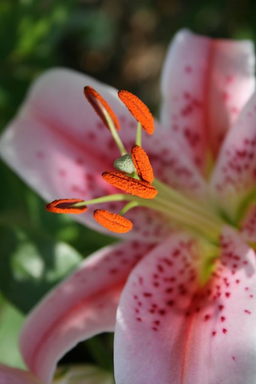 flower lys pink