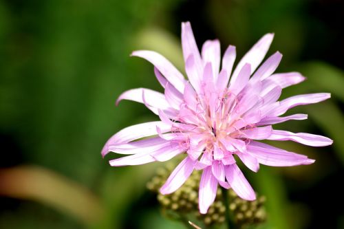 flower pink macro