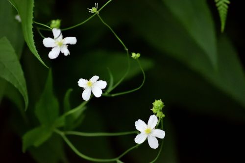 flower white closeup