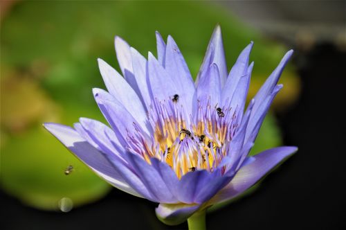 flower nature violet