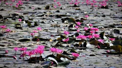 flower nature lotus