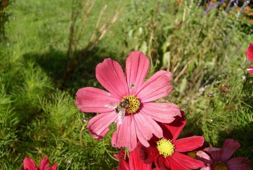 flower insect nature