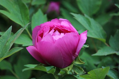 flower nature blossom