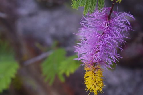 flower love pink