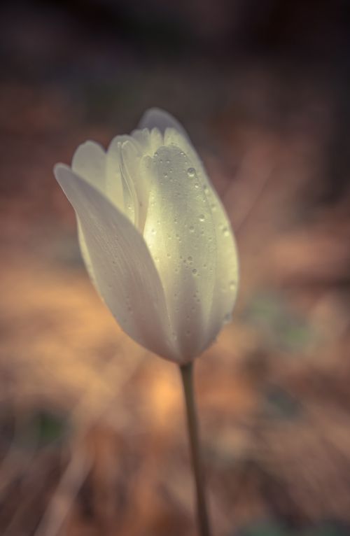 flower light tulip
