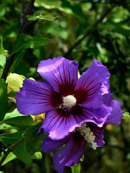 flower violet colour purple flowers
