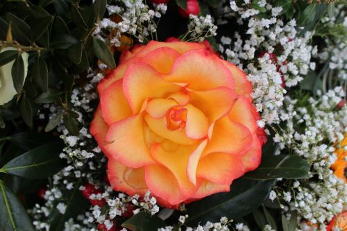 flower rose orange