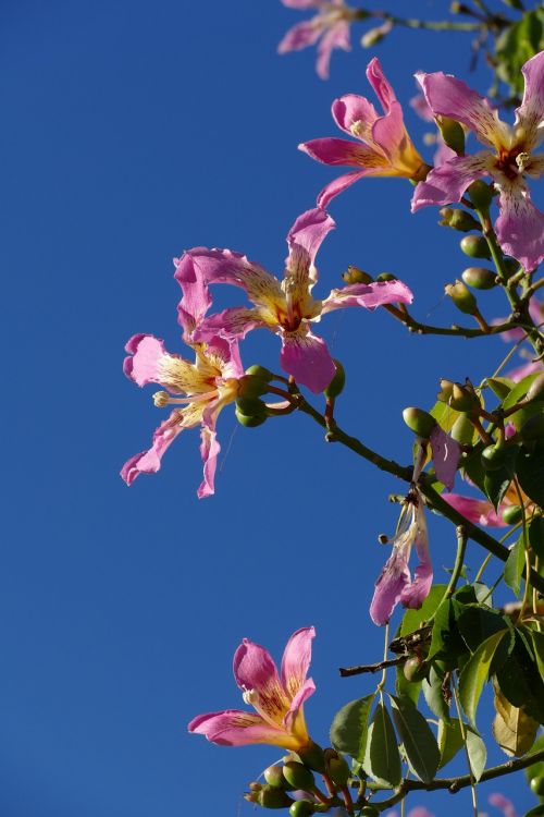 flower tree flora