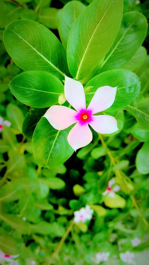 flower nature leaf