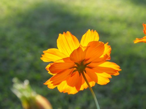 flower sunlight floral