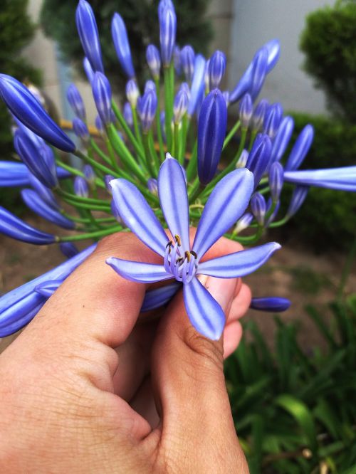 flower blue sheet nature