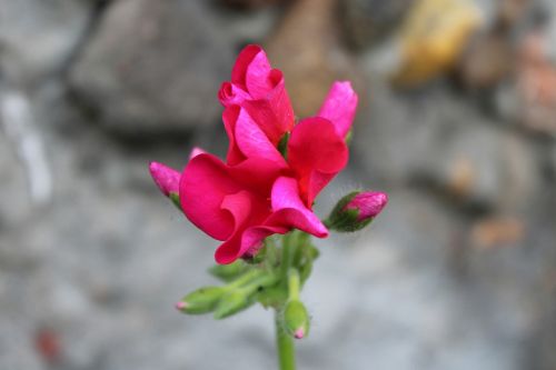 flower red red flower