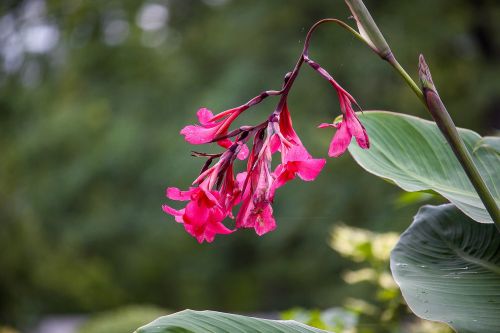 flower plant red flower