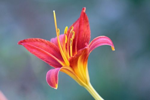 flower red nature