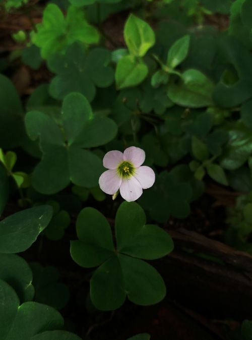 flower small small things