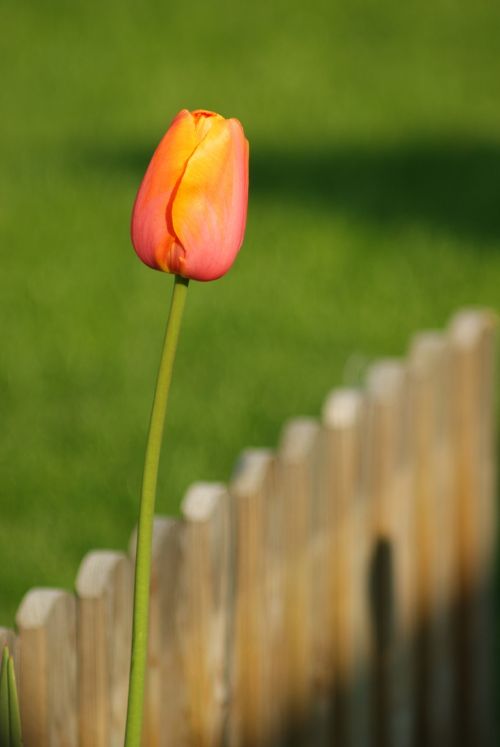 flower spring nature