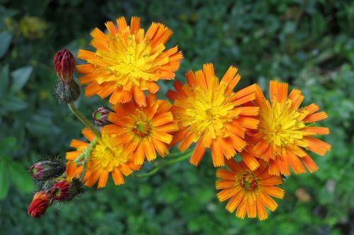 flower nature garden