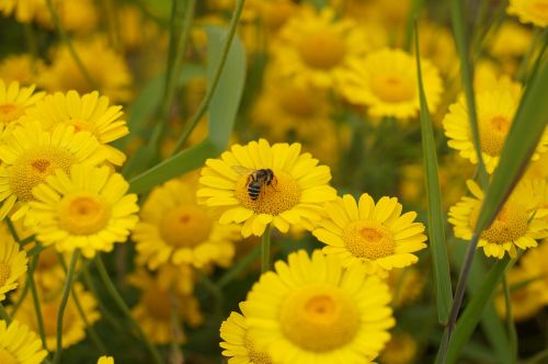 flower bee yellow