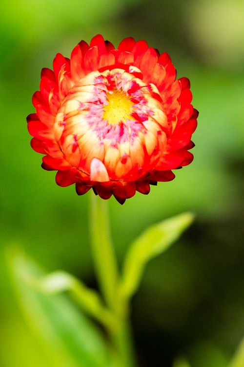 flower italicum red