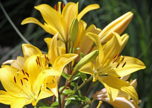 flower yellow yellow flowers