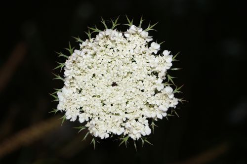 flower nature plant