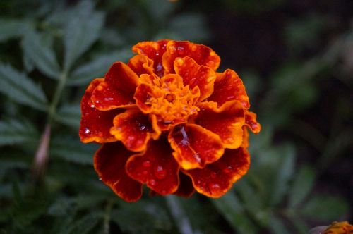 flower plant garden