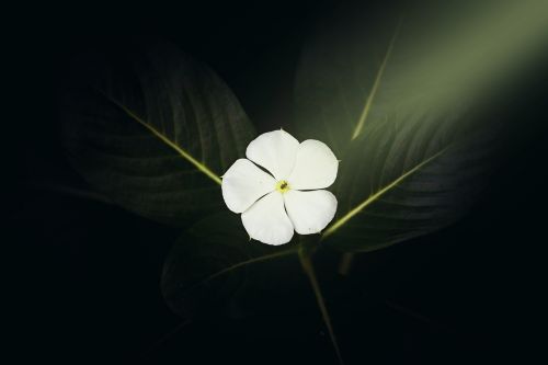 flower light ray white flower