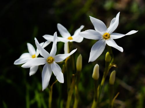 flower lilies white