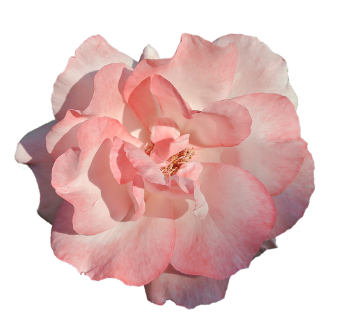 flower pink rose nature