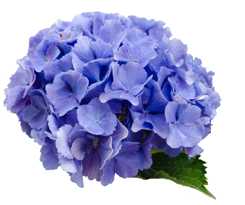flower hydrangea blue