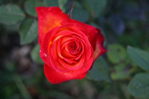 flower rose red